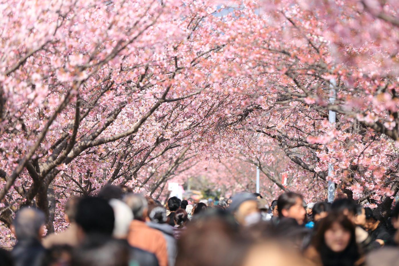 Cherry blossom trees with lots of tourists walking